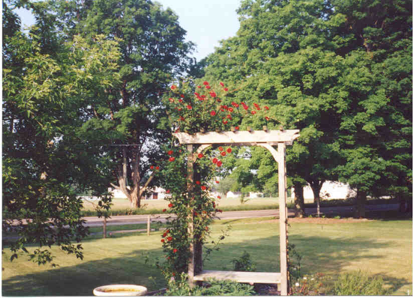 Rose Arbor